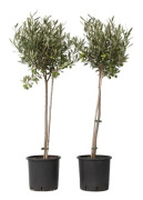 Olivier - Set med 2 - Olea europaea - Höjd 80-90 cm - d19 cm