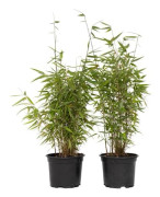 Bambu icke spårande - Set om 4 - Fargesia nitida 'Red Dragon' - H60-80cm - d17cm