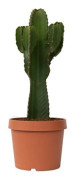 Euphorbe ingens - Euphorbia ingens - Höjd 85-95cm - d24cm