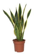 Svärmorstunga - Sansevieria trifasciata Laurentii - H60-70cm - d17cm