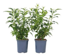 Florering vår - Set med 2 - Forsythia 'Minigold' - Höjd 25-40cm - d17cm