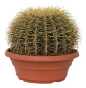 Julkaktus - Echinocactus grusonii - Höjd 25-35cm - d25cm