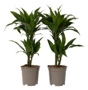 Dragonnier - Set med 2 - Dracaena deremensis 'Janet Craig' - H60-70cm - d17cm