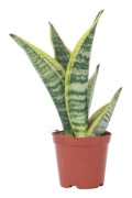 Svärmorstunga - Set om 4 - Sansevieria 'Superba' - H35-40cm - d12cm