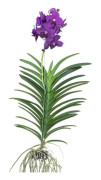 Orkidé - Vanda 'Velvet Blackberry' - Höjd 80-90cm