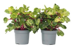 'Iresine Herbsti 'Jaune' - Set om 2 - Stamplanta - Kruka 13cm - Höjd 20-30cm'