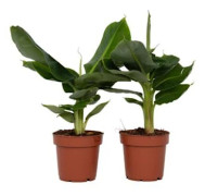 Bananträd dvärg - Set om 2 - Musa 'Oriental Dwarf' - Höjd 25-40cm - d12cm