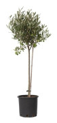 Olivier - Olea europaea - Höjd 80-90cm - d19cm