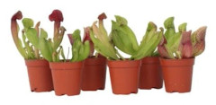 Sarracénie pourpre - Set de 6 - Sarracenia purpurea - Höjd 15-20cm - d5,5cm
