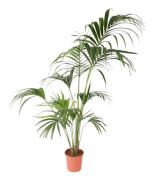 Palmkvist Kentia - Howea forsteriana - Höjd 150-170cm - d24cm