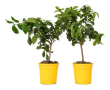 Citronträd - Set om 2 - Citrus limon - Höjd 60-70 cm - d19 cm