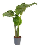 Elefantplanta - Alocasia 'Portodora' - Höjd 110-120 cm - d32 cm