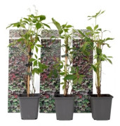 Vildvinsrank - Set om 6 - Parthenocissus quinquefolia - Höjd 25-40cm - d9cm