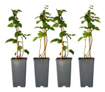 Mörkebär - Set om 4 - Rubus fruticosus 'Thornfree' - Höjd 50-60cm - d15cm