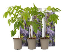Glycine - Set om 3 - Wisteria sinensis - Höjd 25-40 cm - d9 cm