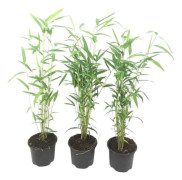 Bambu icke-spårande - Set om 3 - Fargesia 'Blue Dragon' - Höjd 30-40cm - d13cm