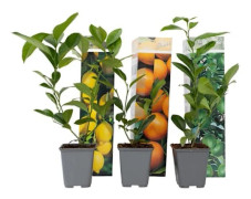 Blandning av citroner - Set med 6 - Citrus limon - Höjd 25-40cm - d9cm