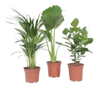 Inomhusgröna växtmix - Set med 3 - Höjd 50-70cm - d17cm