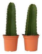 Euphorbia ingens - Set om 2 - Euphorbia ingens - Höjd 40-50cm - d18cm