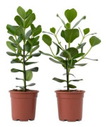 Pommier baumier - Set med 2 - Clusia rosea 'Princess' - Höjd 50-60cm - d17cm