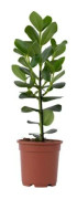 Pommier baumier - Clusia rosea 'Princess' - Höjd 50-60cm - d17cm