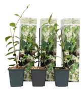 Tuscan Jasmine - Set om 3 - Vit - Kruka 9 cm - Höjd 25-40 cm