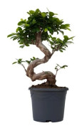 Bonsai - Set om 2 - Ficus microcarpa 'ginseng' - Höjd 55-65cm - d20cm