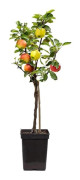 Pommier - Malus - Höjd 60-70cm - d17cm