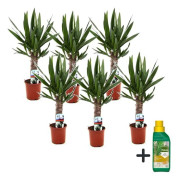 Yucca Elephantipes - Set om 6 - Pokon - Kruka 14cm - Höjd 50-60cm