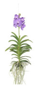 Orkidé - Vanda 'Blue' - Höjd 55-65cm