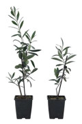 Olivier - Set med 2 - Olea europaea - Höjd 25-40cm - d9cm