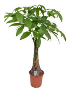 Pengarträd - Pachira aquatica - Höjd 110-120cm - d24cm