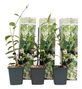 Jasmin från Toscana - Set om 6 - Vit - Kruka 9 cm - Höjd 25-40 cm