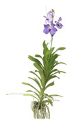 Orkidé - Vanda 'New Blue' - Höjd 55-65cm