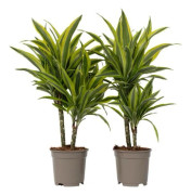 Dragonnier - Set med 2 - Dracaena deremensis 'Lemon Lime' - H60-70cm - d17cm