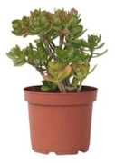 Jadeväxt - Crassula ovata 'Hobbit' - Höjd 45-50cm - d23cm