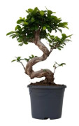 Bonsai - Ficus microcarpa 'ginseng' - Höjd 55-65cm - d20cm