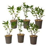 Kärleksört - Set med 6 - Lonicera kamtchatica - Höjd 25-40cm - d9cm