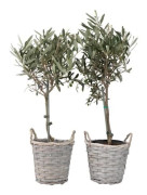Olea Europaea - Set med 2 - olivträd i korg - Kruka 14cm - Höjd 50-60cm