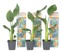 Paradiso fågel - Set om 3 - Strelitzia reginea - Höjd 25-40cm - d9cm