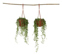 Plante halsband av pärlor - Set om 2 - Senecio rowleyanus - H10-20cm - d12cm