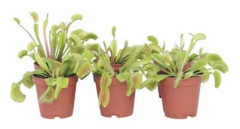Venus flugfångare - Set av 6 - Dionaea muscipula - Höjd 5-15 cm - d5,5 cm