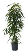 Ficus pleureur - Ficus binnendijkii - Höjd 100-110cm - d21cm