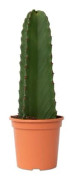 Euphorbe ingens - Euphorbia ingens - Höjd 40-50 cm - d18 cm