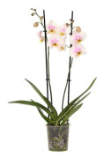 Phalaenopsis - Rosa orkidé - Kruka 12cm - Höjd 50-60cm