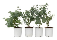 Gommier - Set om 4 - Eucalyptus 'Pulverulenta' - Höjd 25-40cm - d12cm