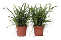 Fougère de Duff - Set om 2 - Nephrolepis 'Duffii' - Höjd 25-40cm - d12cm