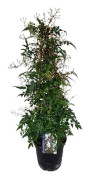 Jasmin stjärnblomma - Jasminum polyanthum - Höjd 60-70 cm - d17 cm