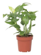 Hålväxt - Rhaphidophora tetrasperma - Höjd 20-30cm - d12cm