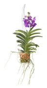 Orkidé - Vanda 'Blue' - Höjd 45-55cm - d12cm